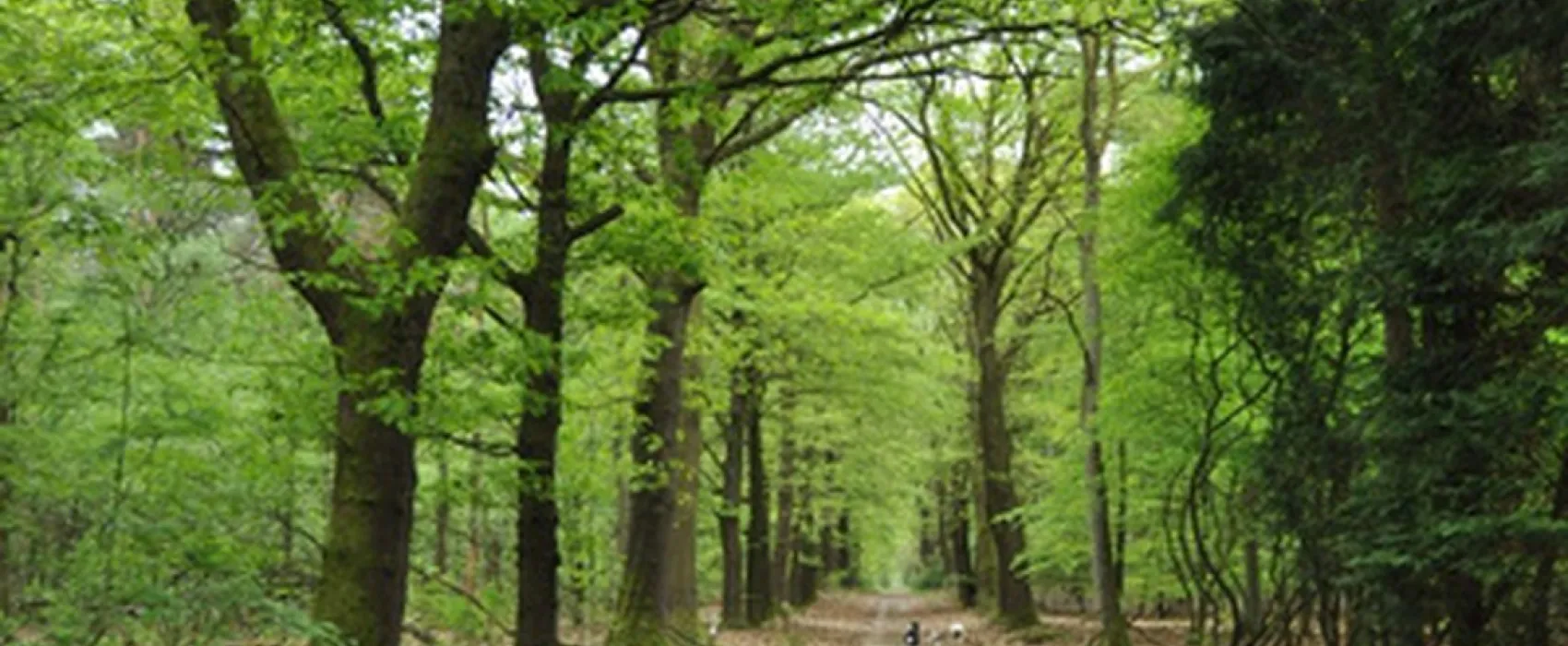 Natuurkampeerterrein Nieuw Soerel