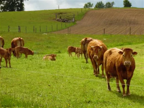 ferme-de-viescamp-pers-cj3ri