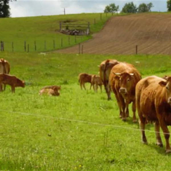 ferme-de-viescamp-pers-cj3ri