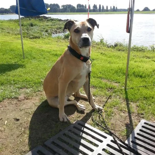 campingplatzrheinblick-monheim-am-rhein-czqxm