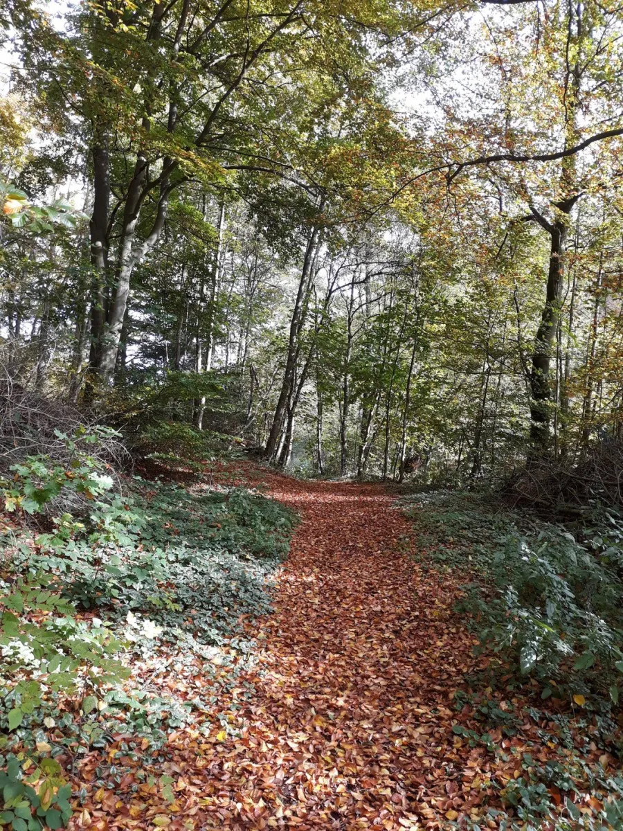 campingplatz-am-niemetal-niemetal-lwenhagen-swyfi
