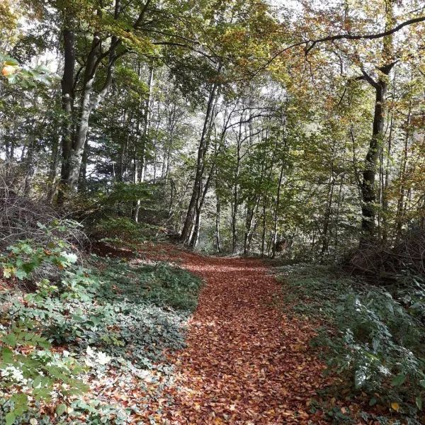 campingplatz-am-niemetal-niemetal-lwenhagen-swyfi