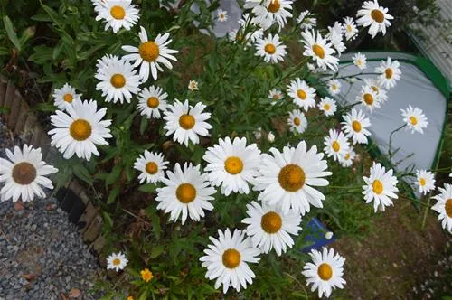 flower-camping-les-etangs-aubigny-sur-nere-8id34