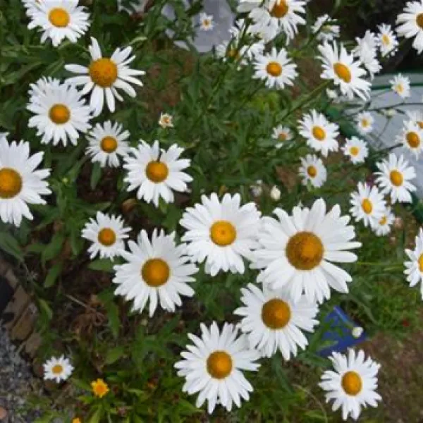 flower-camping-les-etangs-aubigny-sur-nere-8id34