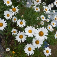 flower-camping-les-etangs-aubigny-sur-nere-8id34