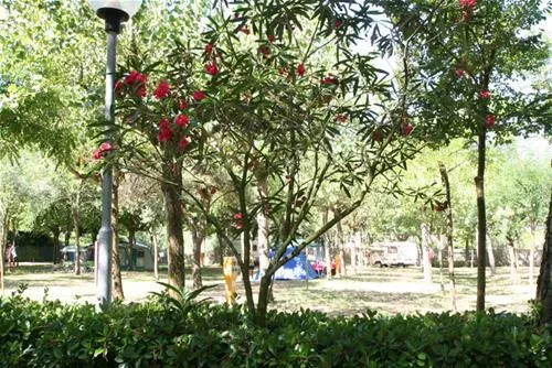 camping-silva-cavallinotreporti-jhkef