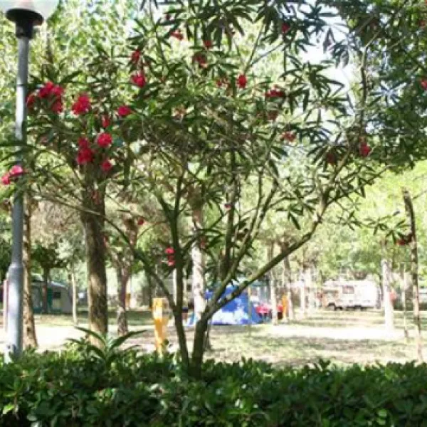 camping-silva-cavallinotreporti-jhkef