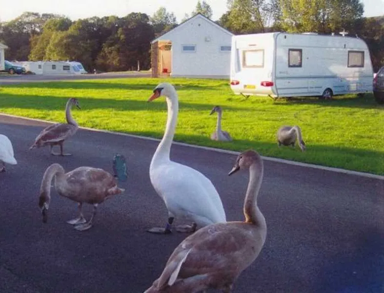 argoed-meadow-camping-caravan-park-newcastle-emlyn-urfeq