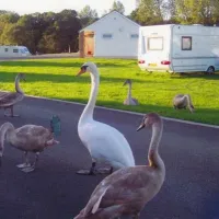 argoed-meadow-camping-caravan-park-newcastle-emlyn-urfeq