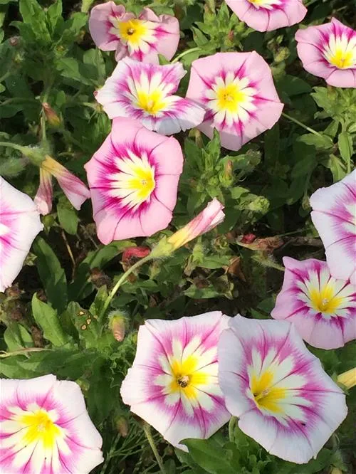 de-phlox-biggekerke-zjoh9
