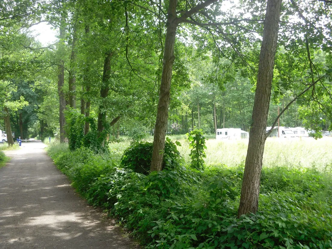 kneipp-und-erlebniscamping-an-den-spreewaldfliesen-burg-im-spreewald-d4qhr