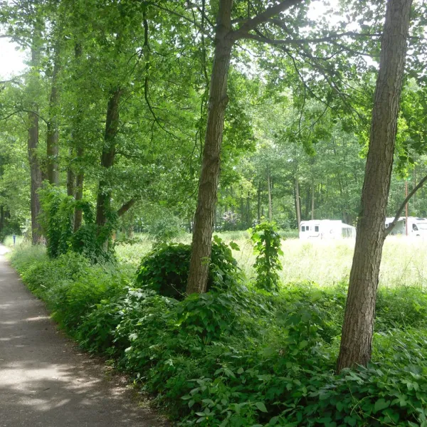kneipp-und-erlebniscamping-an-den-spreewaldfliesen-burg-im-spreewald-d4qhr