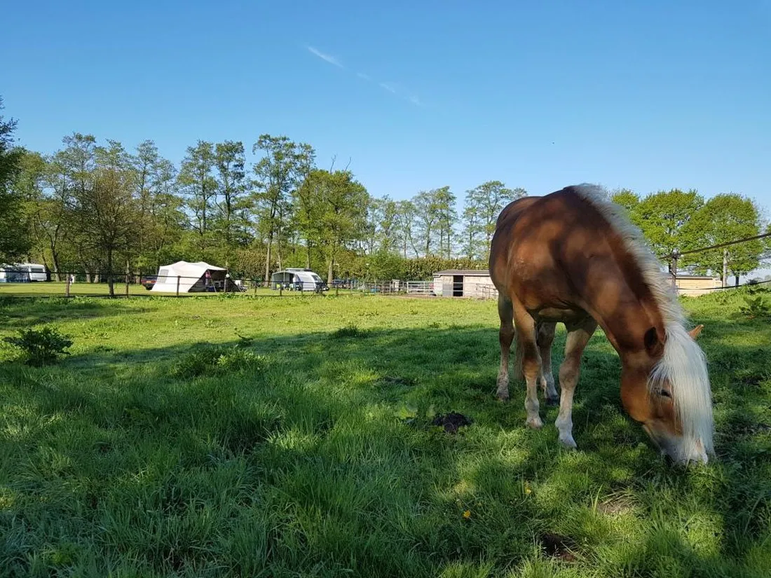 stalhouderij-en-minicamping-de-stieltjeshoeve-stieltjeskanaal-1hddu