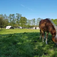 stalhouderij-en-minicamping-de-stieltjeshoeve-stieltjeskanaal-1hddu