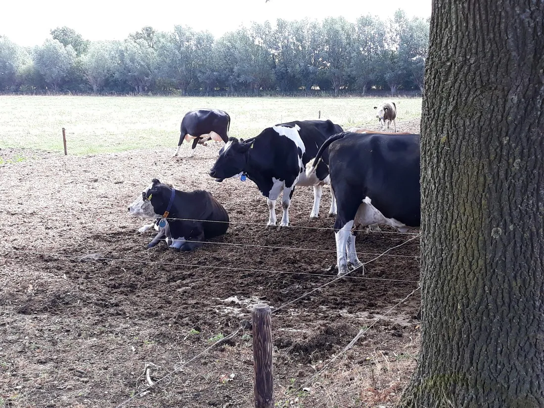 minicamping-de-blokke-de-heurne-losmb