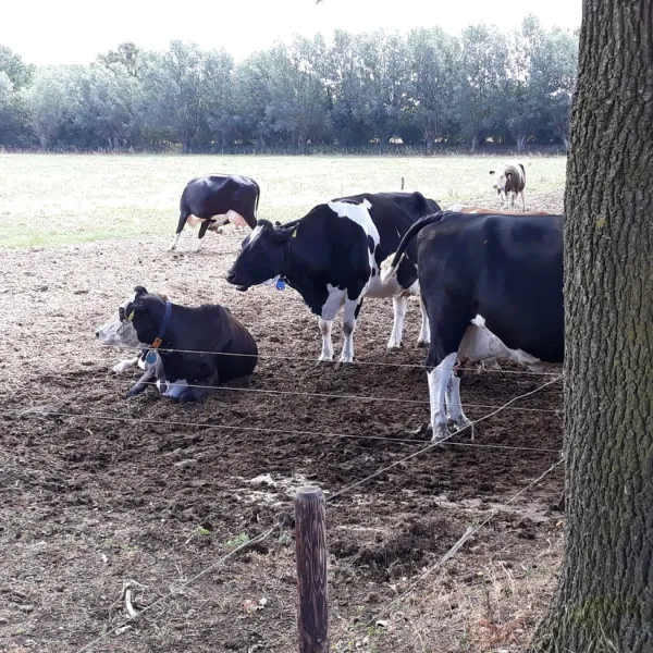 minicamping-de-blokke-de-heurne-losmb