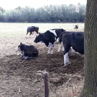 minicamping-de-blokke-de-heurne-losmb