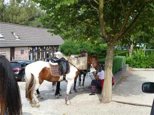 camping-reamerik-denderhoutem-p0jjk