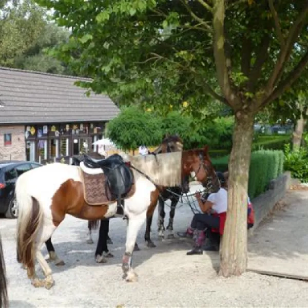 camping-reamerik-denderhoutem-p0jjk