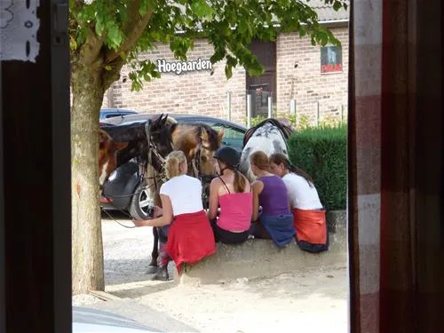 camping-reamerik-denderhoutem-w3dyr