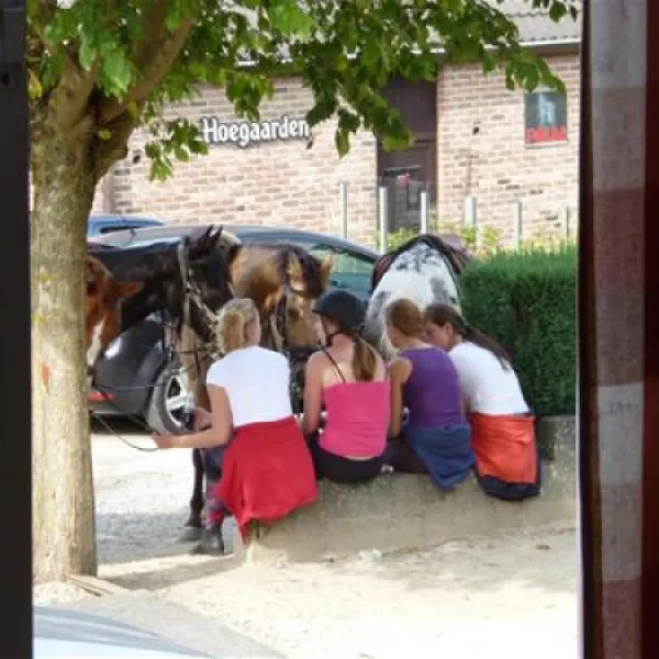 camping-reamerik-denderhoutem-w3dyr