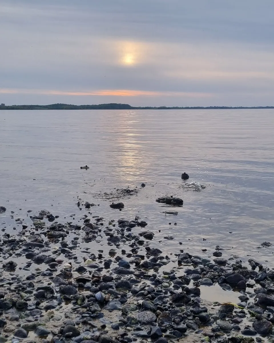 hvalpsund-familie-camping-fars-wvorc