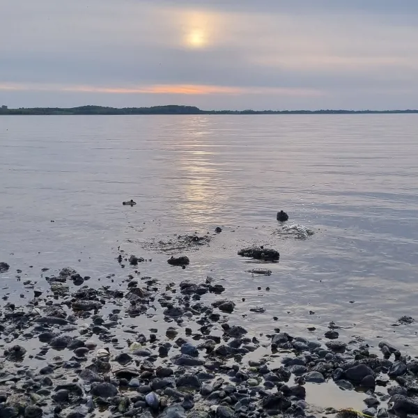 hvalpsund-familie-camping-fars-wvorc