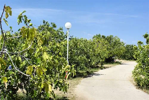 camping-jazina-tisno-q2uff