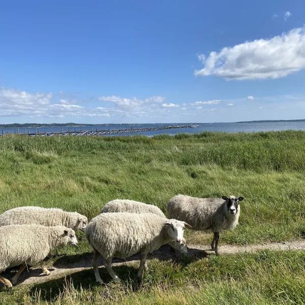 Byaasgaard - Farm Shop & Camping