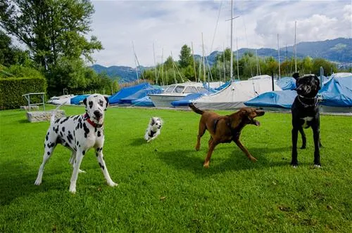tcs-camping-thunersee-gwattthun-rhgwe