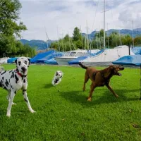 tcs-camping-thunersee-gwattthun-rhgwe