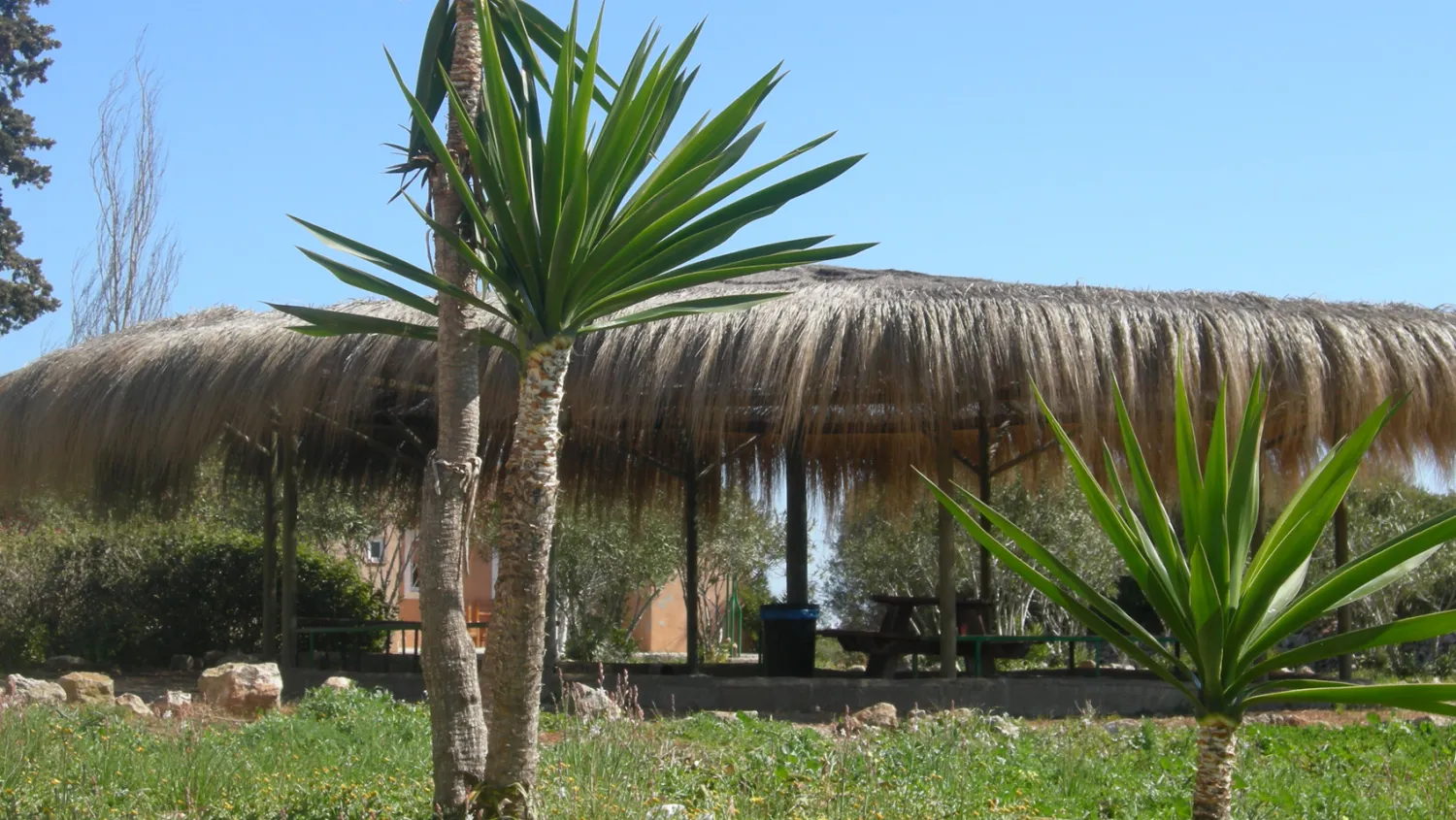 hipocampo-manacor-z0ems