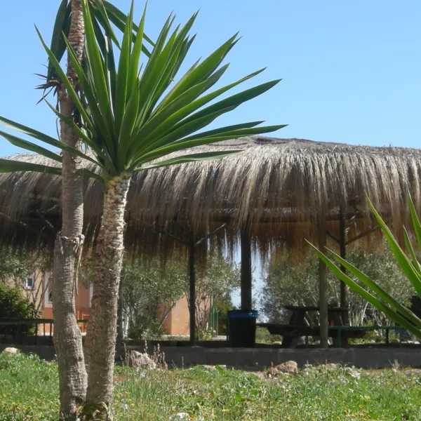 Hipocampo