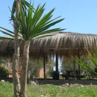 Hipocampo