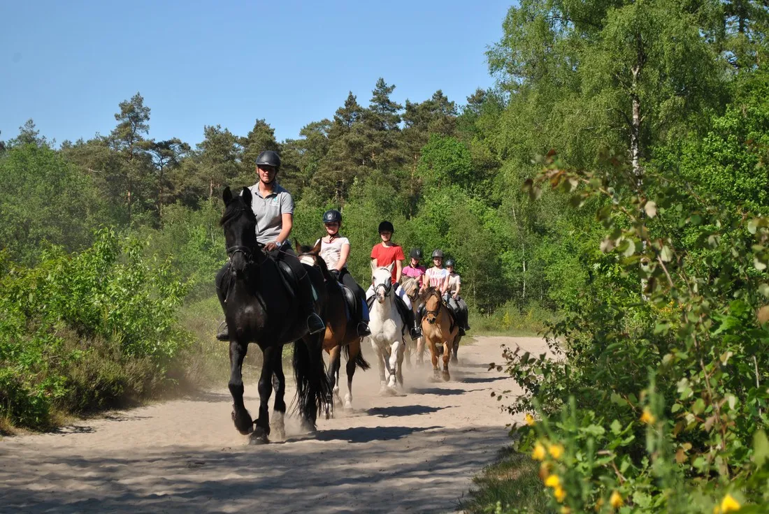 camping-de-reenwissel-hoogersmilde-rneed