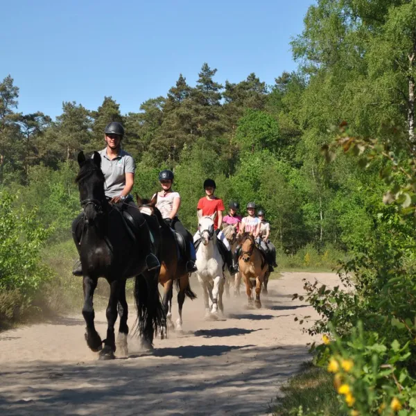camping-de-reenwissel-hoogersmilde-rneed
