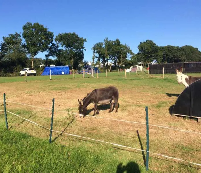 webbers-caravan-camping-park-exeter-rkqai