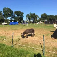webbers-caravan-camping-park-exeter-rkqai