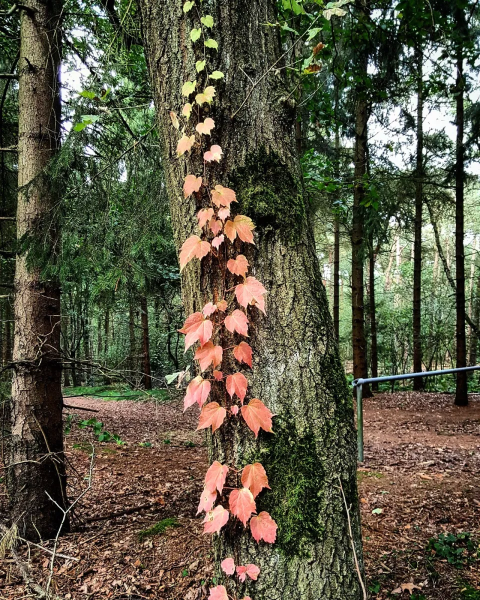 kampeer-chaletpark-rustoordde-paddock-baarle-nassau-fohho