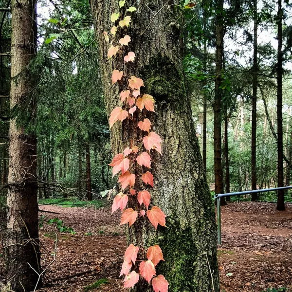 kampeer-chaletpark-rustoordde-paddock-baarle-nassau-fohho
