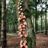 Kampeer & Chaletpark Rustoord/de Paddock