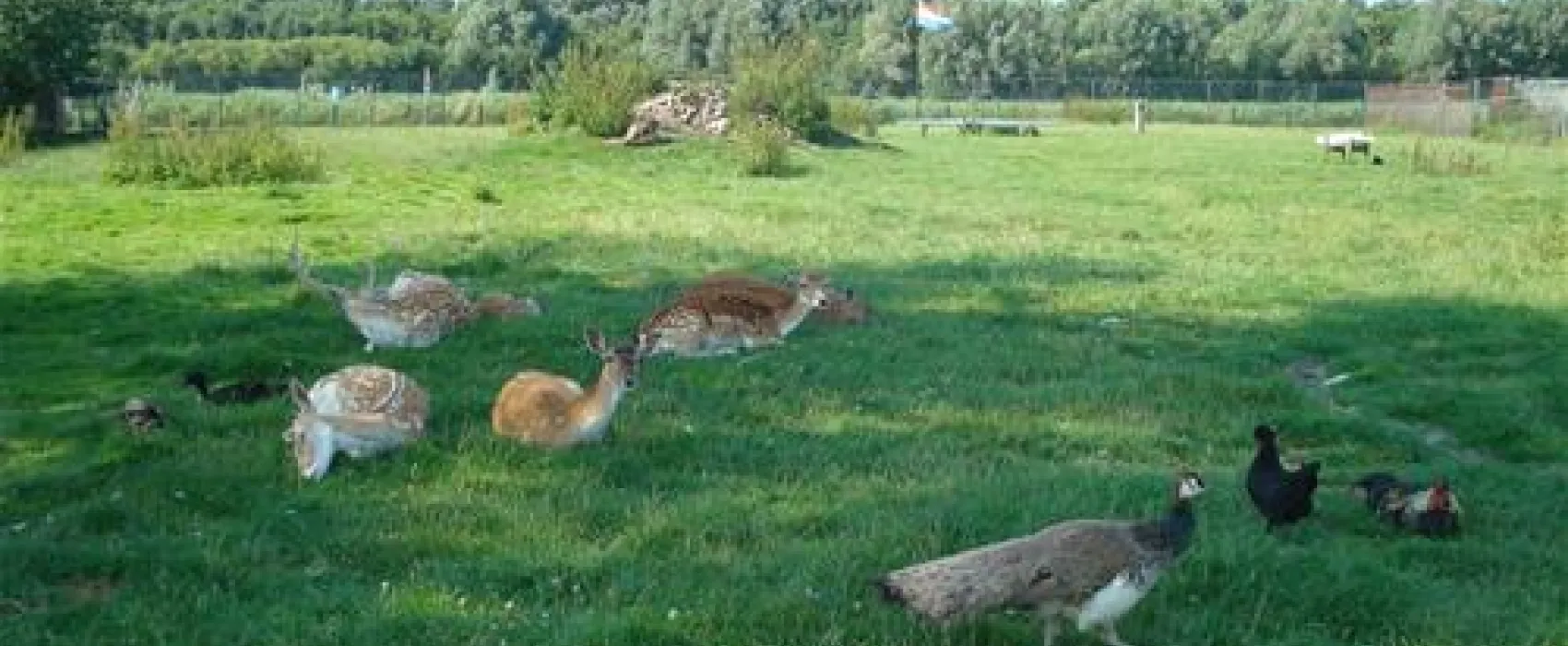 Camping Van der Burgh