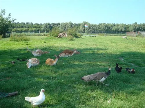camping-van-der-burgh-rockanje-2gqs2