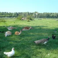 camping-van-der-burgh-rockanje-2gqs2