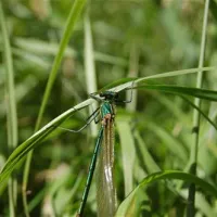 willowbrook-ballaghaderreen-zjhiw