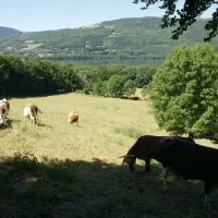 camping-au-pr-du-lac-isre-0gaiv