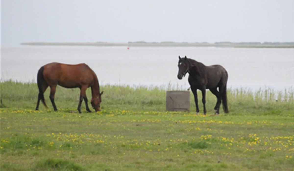 bjerregaard-camping-hvide-sande-6ysw1