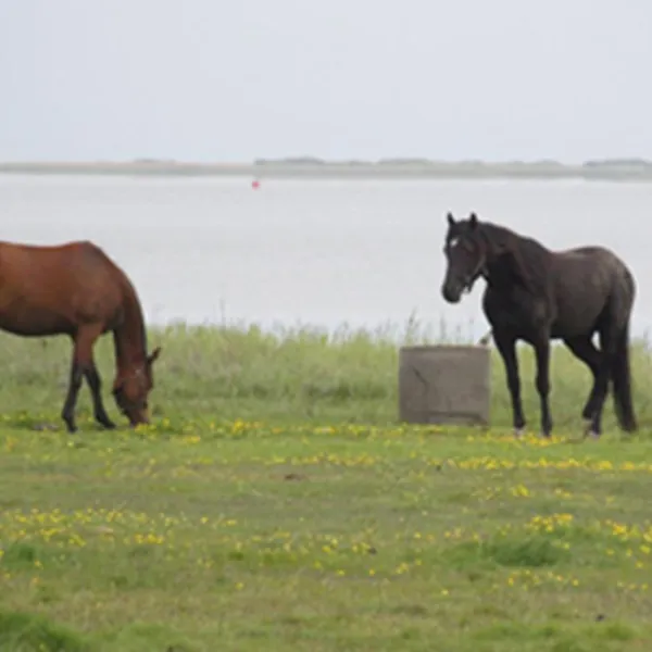 bjerregaard-camping-hvide-sande-6ysw1