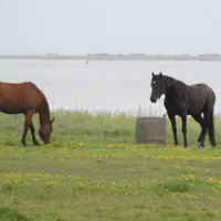 bjerregaard-camping-hvide-sande-6ysw1
