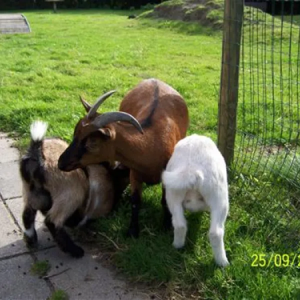 zeeland-camping-westhove-aagtekerke-gpchi